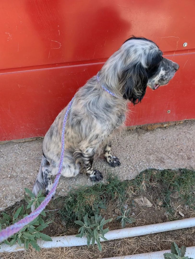 Errol – wunderschöner Setter sucht seine Herzensmenschen ❤️