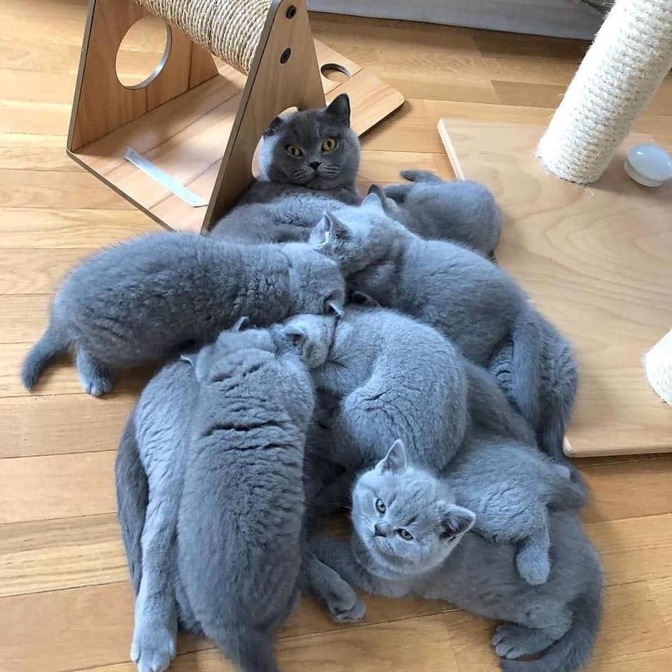 Britisch Kurzhaar-Kätzchen zur Adoption