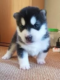 Siberian-Husky-Welpen. WhatsApp: +44 7469 456352