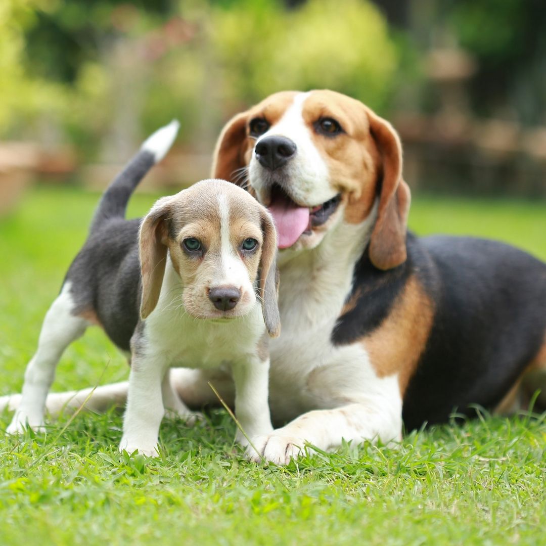 Beagle-Welpen. WhatsApp: +44 7469 456352