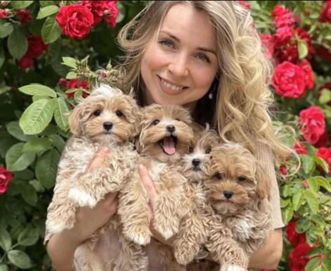 Maltipoo-Welpen abzugeben
