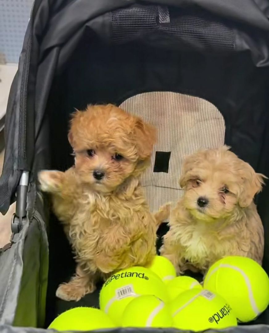 Maltipoo-Welpen abzugeben