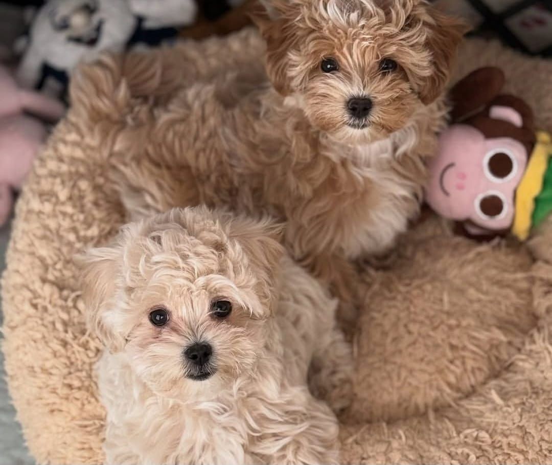 Maltipoo-Welpen