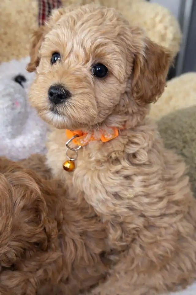 Wunderschöne Maltipoo-Welpen