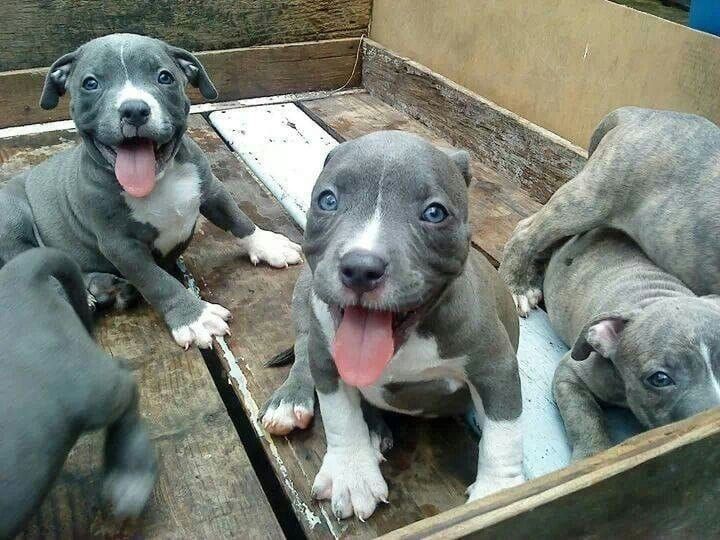Superniedliche American Pitbull Welpen