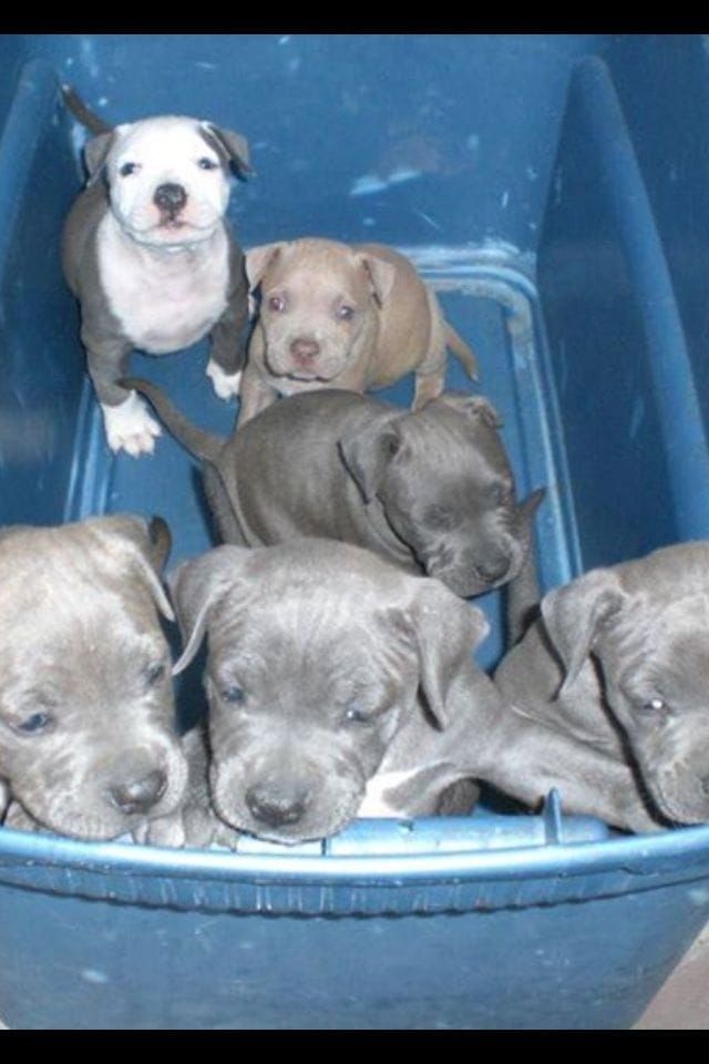 Amerikanische Pitbull-Welpen – abzugeben!