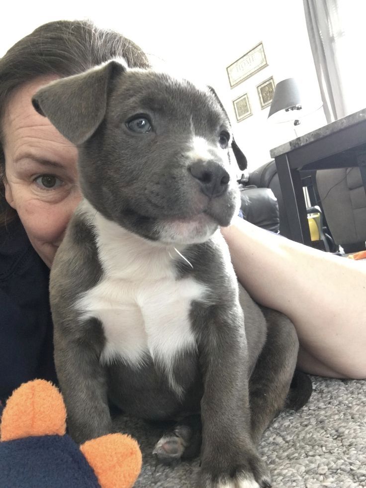 Amerikanische Pitbull-Welpen abzugeben