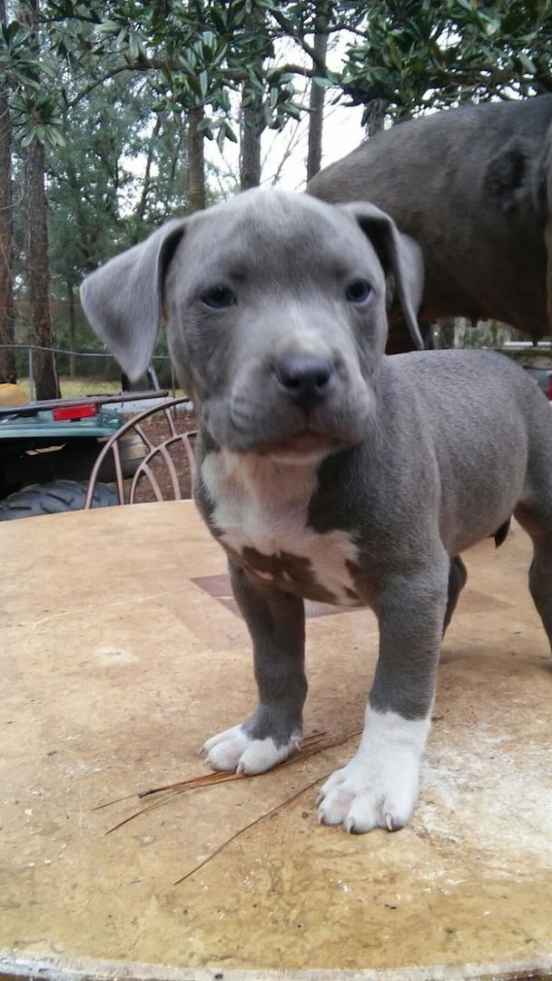Bezaubernde American Pitbull Terrier Welpen