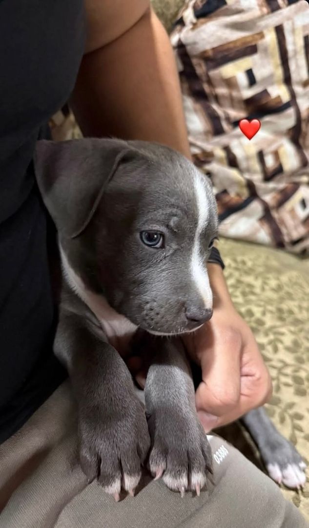 Bezaubernde American Pitbull Terrier Welpen