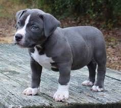 Amerikanische Pitbull-Terrier-Welpen