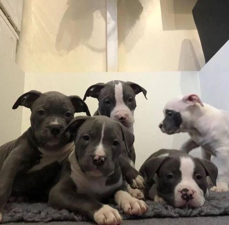 American Staffordshire Terrier welpen