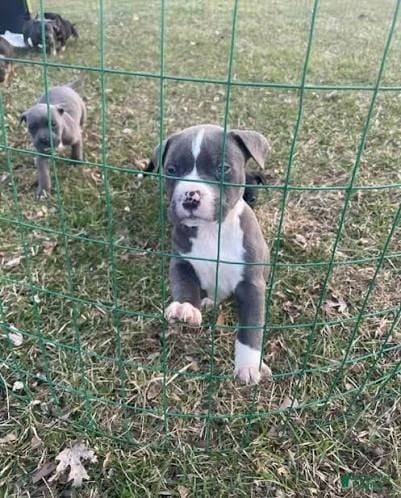 American Staffordshire Terrier Welpen