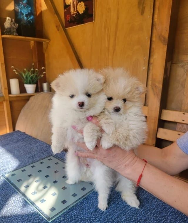 Wunderschöne Zwergspitz-pomeranian welpen