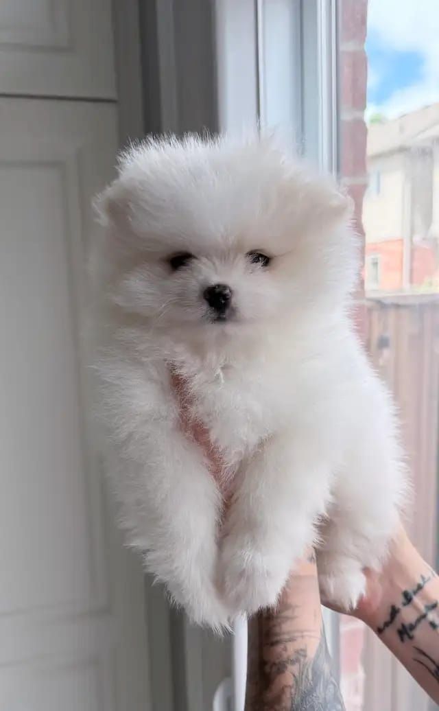 Pomeranian-Welpen