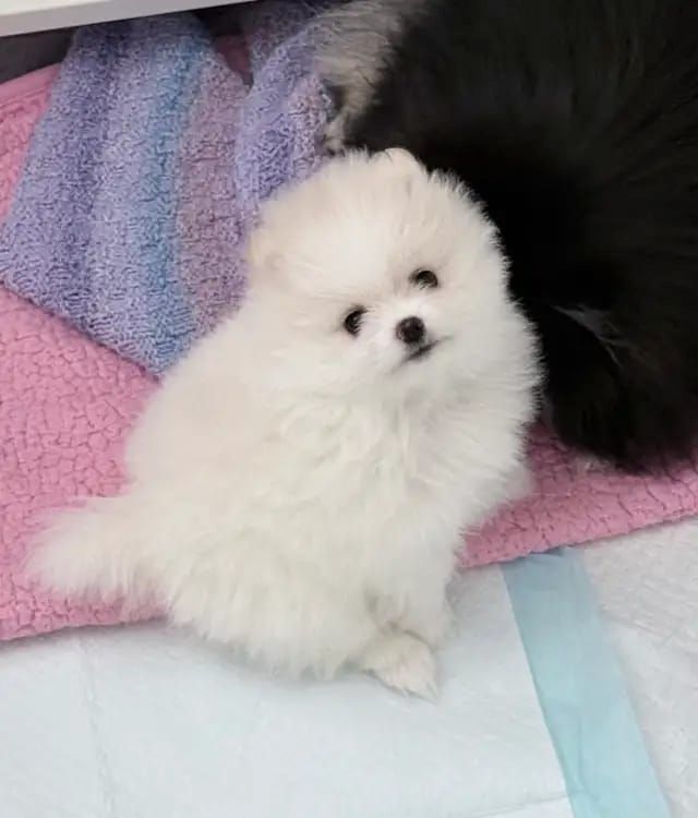 Pomeranian-Welpen