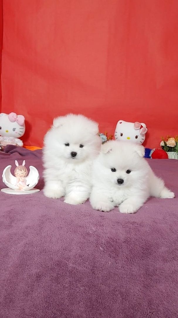 Pomeranian-Welpen