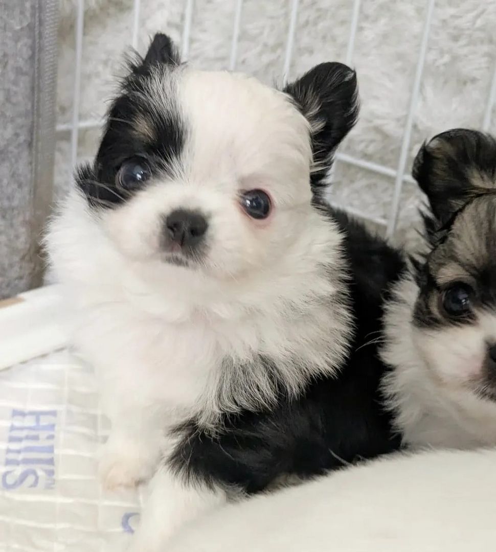 Chihuahua-Welpen