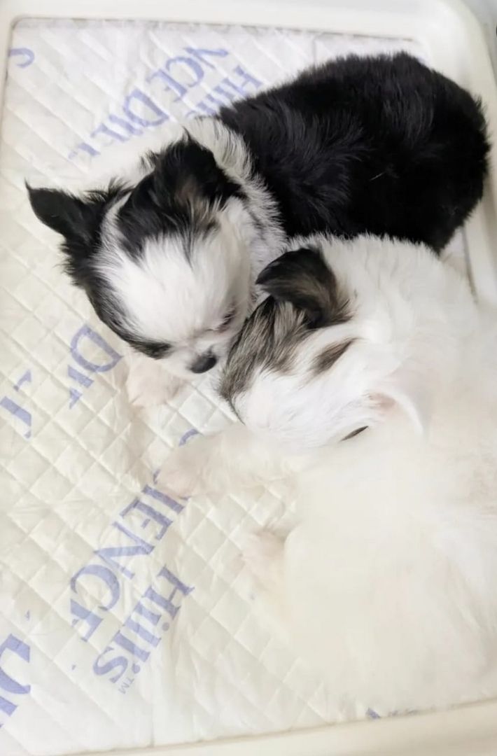 Chihuahua-Welpen