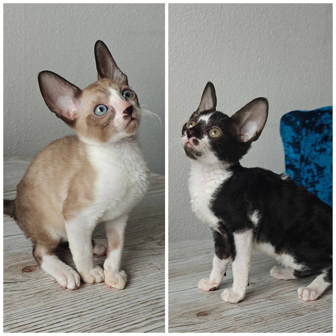 Cornish Rex Kitten suchen ein liebevolles Zuhause
