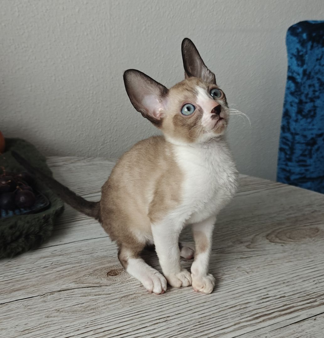 Cornish Rex Kitten suchen ein liebevolles Zuhause