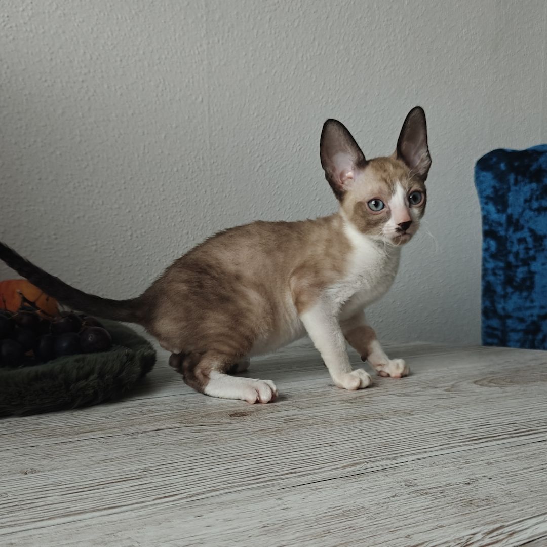 Cornish Rex Kitten suchen ein liebevolles Zuhause
