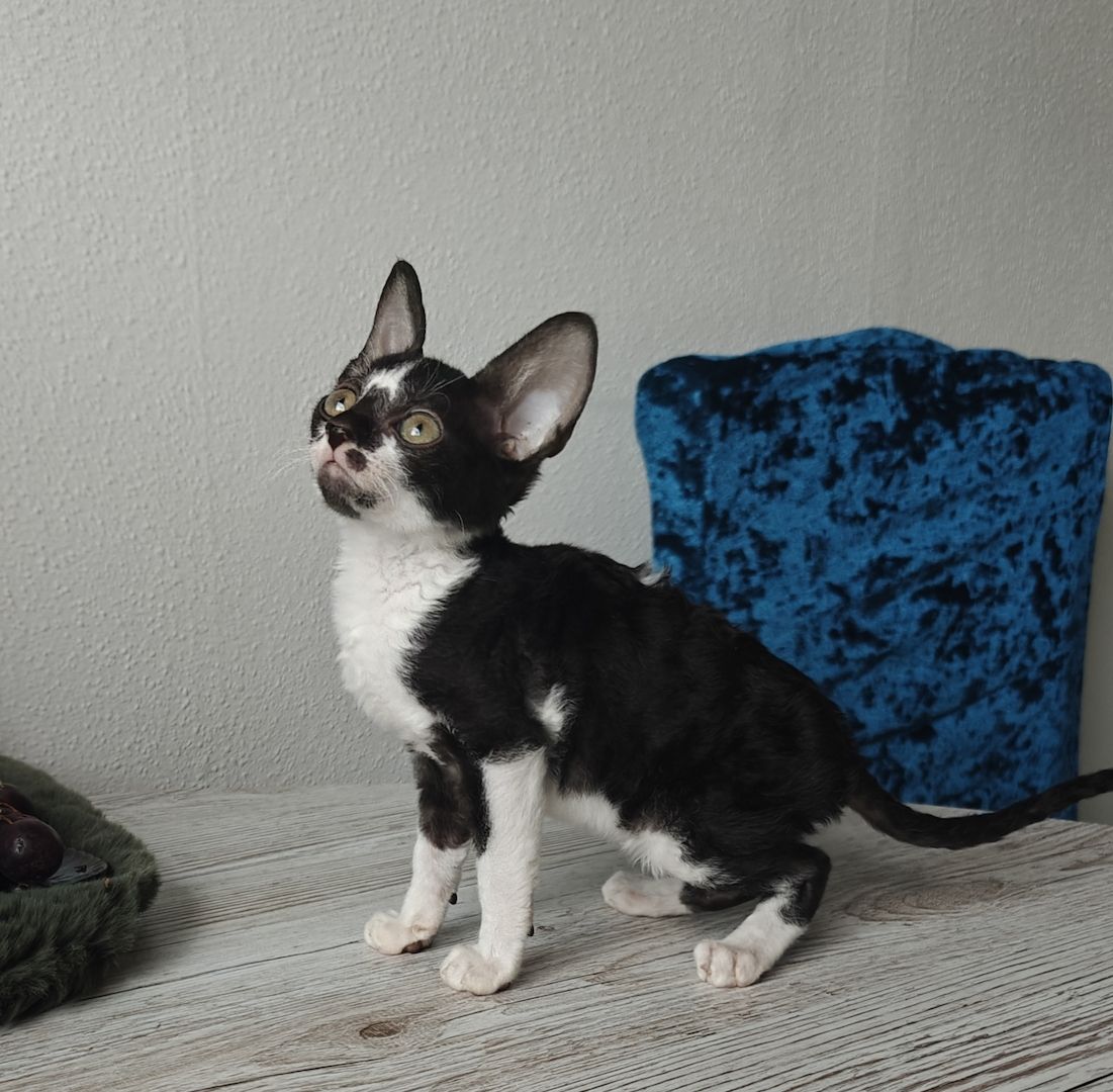 Cornish Rex Kitten suchen ein liebevolles Zuhause