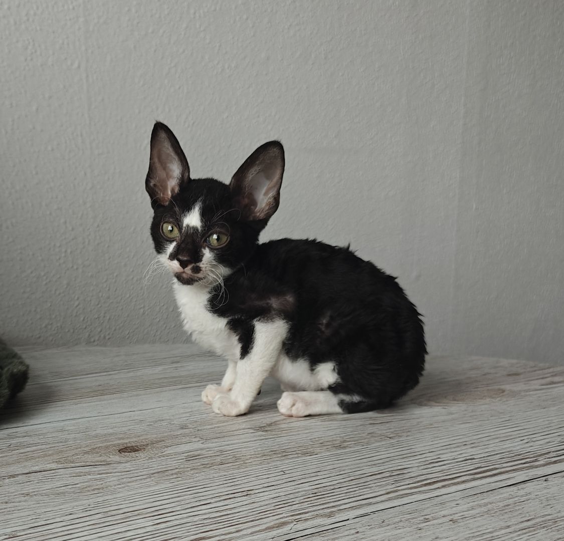 Cornish Rex Kitten suchen ein liebevolles Zuhause