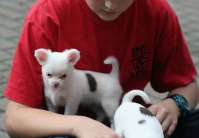 Sehr liebevolle Chihuahua-Welpen
