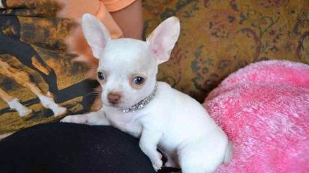 Chihuahua-Welpen ,,
