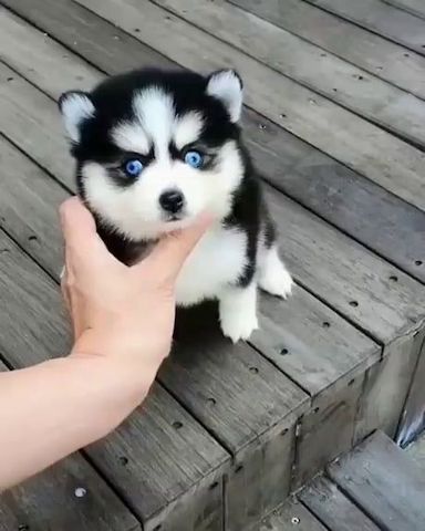 Sibirische Husky-Welpen
