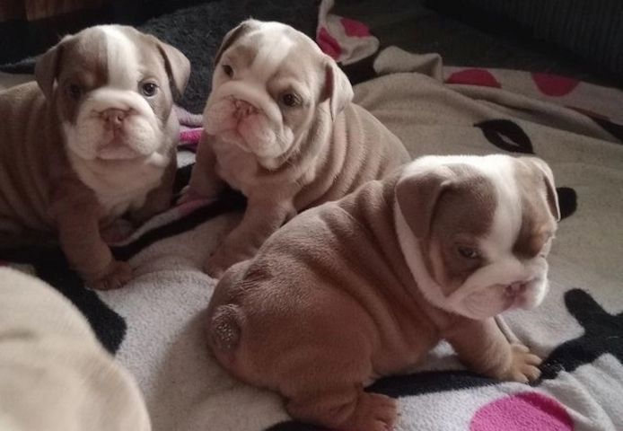 Englische Bulldogge zu verkaufen,.,