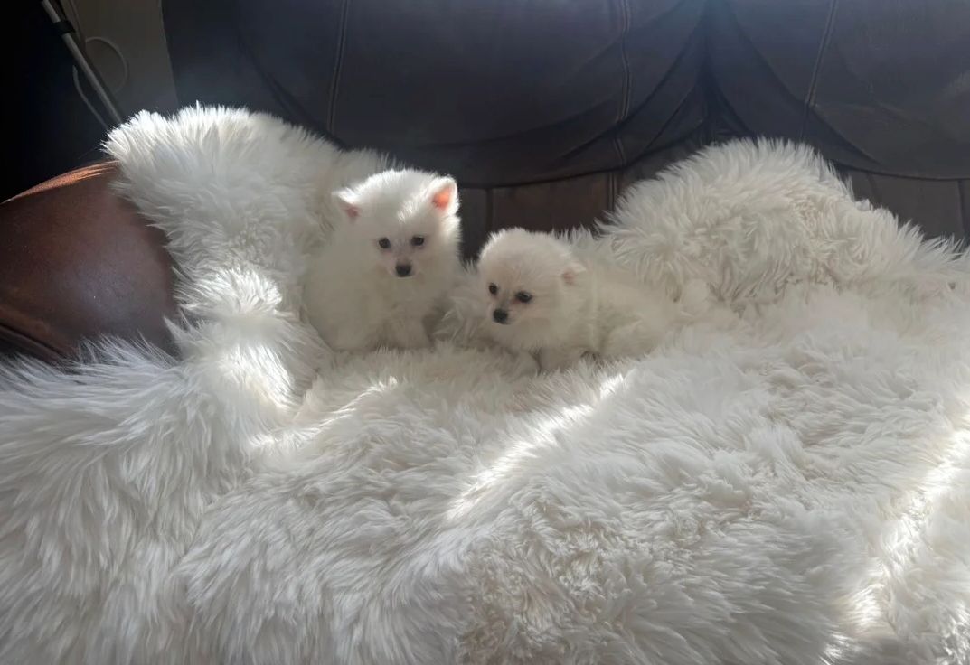 Pomeranian-Welpen zu adoptieren