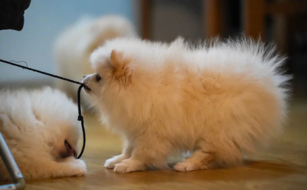 Pomeranian-Welpen zu adoptieren