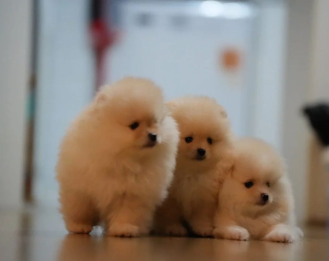 Pomeranian-Welpen zu adoptieren