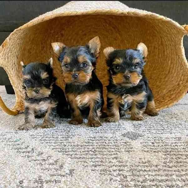 Yorkshire Terrier Welpen..