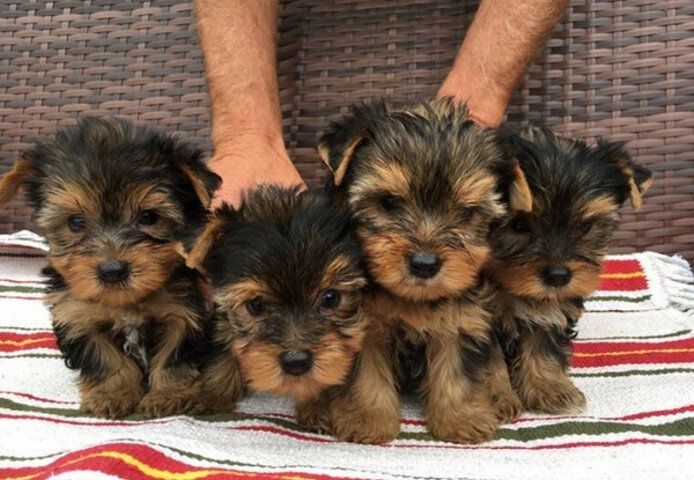 Yorkshire Terrier Welpen,