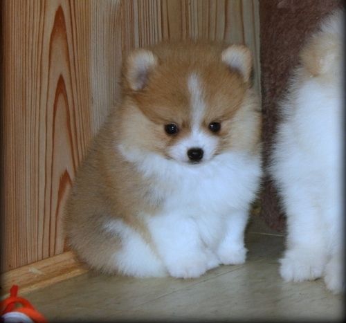 Pomeranian-Welpen zu adoptieren
