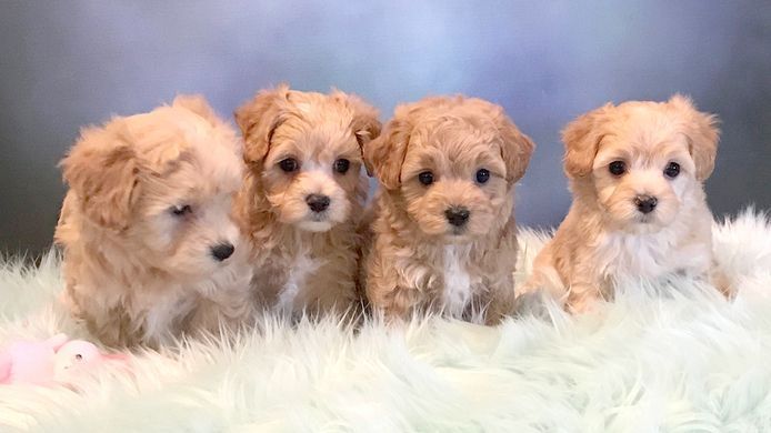 Süße Maltipoo Welpen
