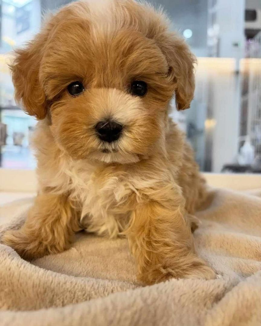 Süßer Maltipoo-Welpe sucht liebevolles Zuhause