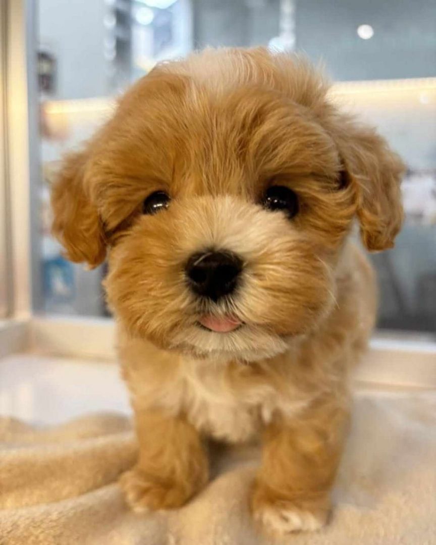 Süßer Maltipoo-Welpe sucht liebevolles Zuhause