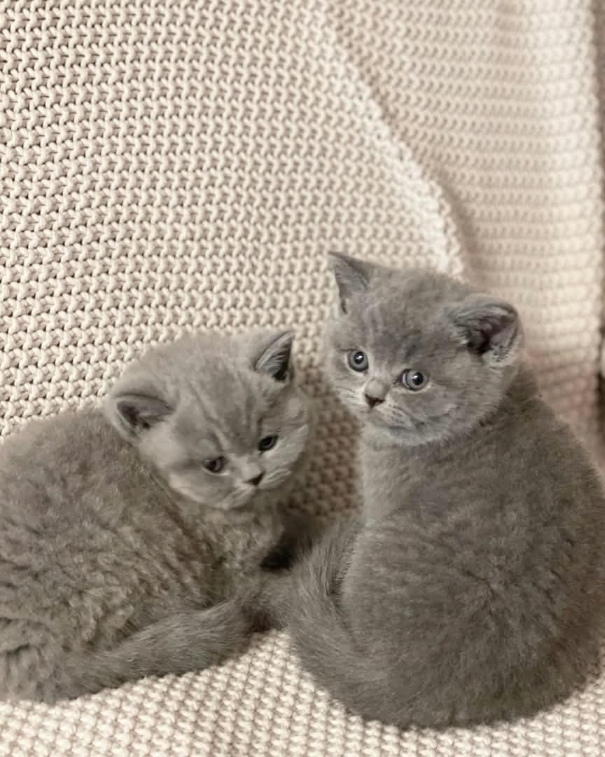 Britische Kurzhaar-Kätzchen zur Adoption