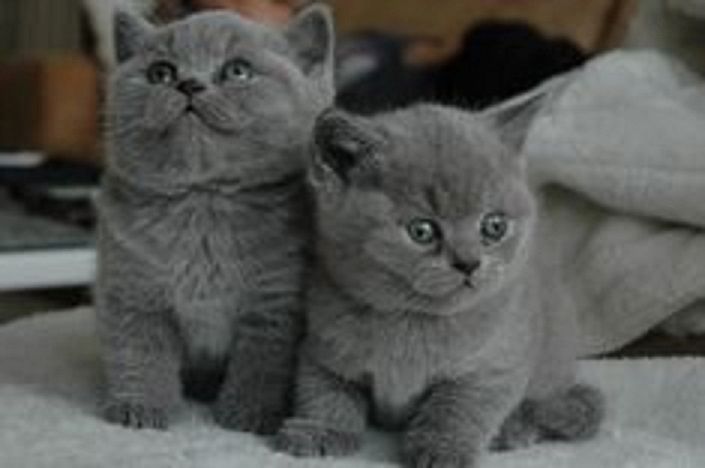 BKH KITTEN (Britisch Kurzhaar)