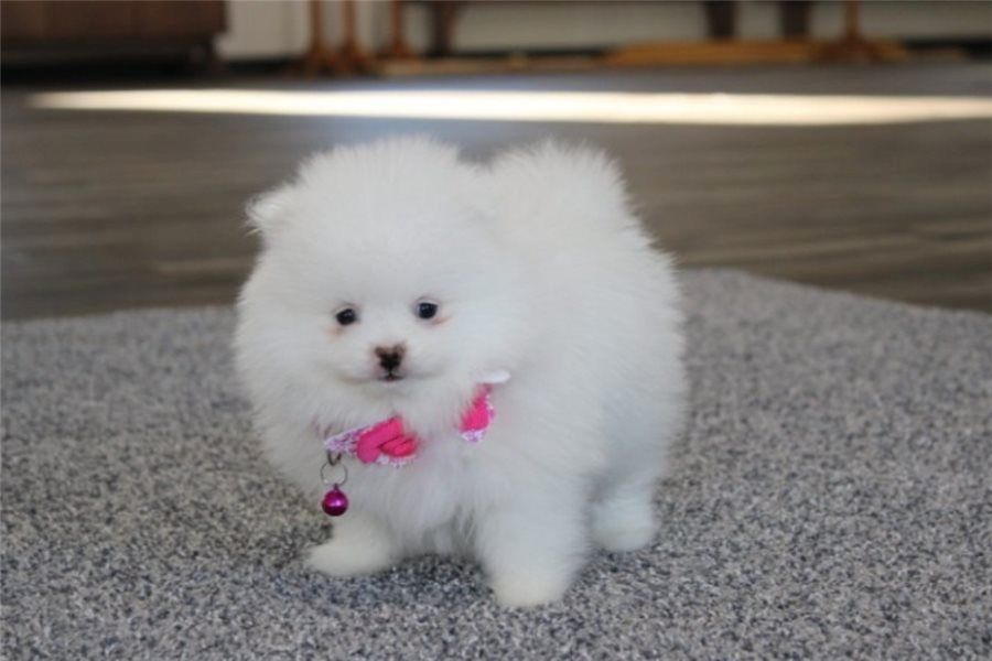 Pomeranian Zwergspitz Boo Welpen