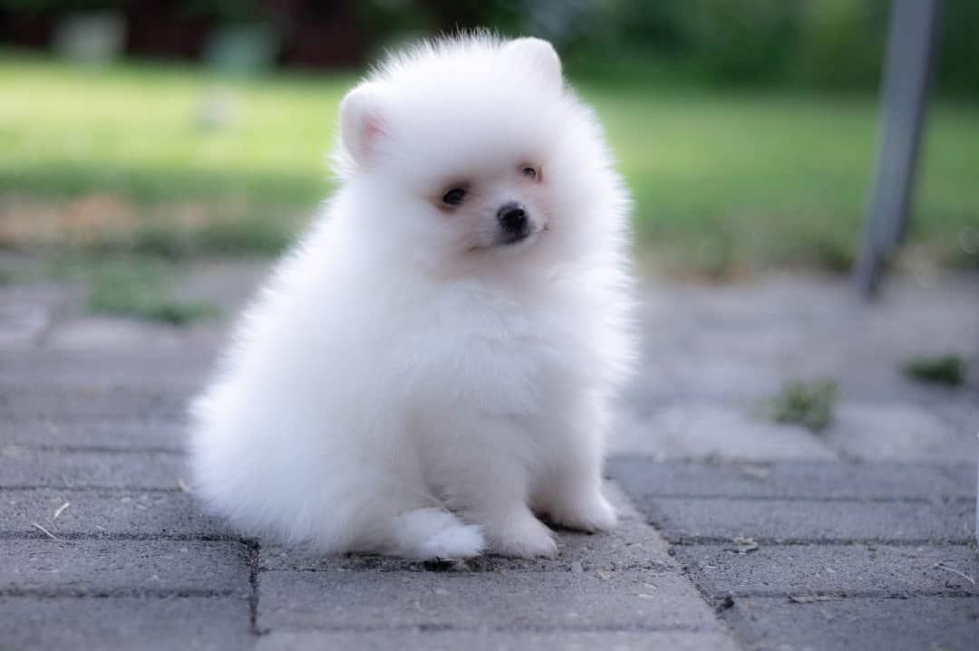 Pomeranian Zwergspitz Boo Welpen