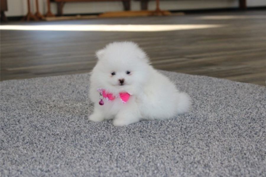 Pomeranian ZwergSpitz Teddy Welpen