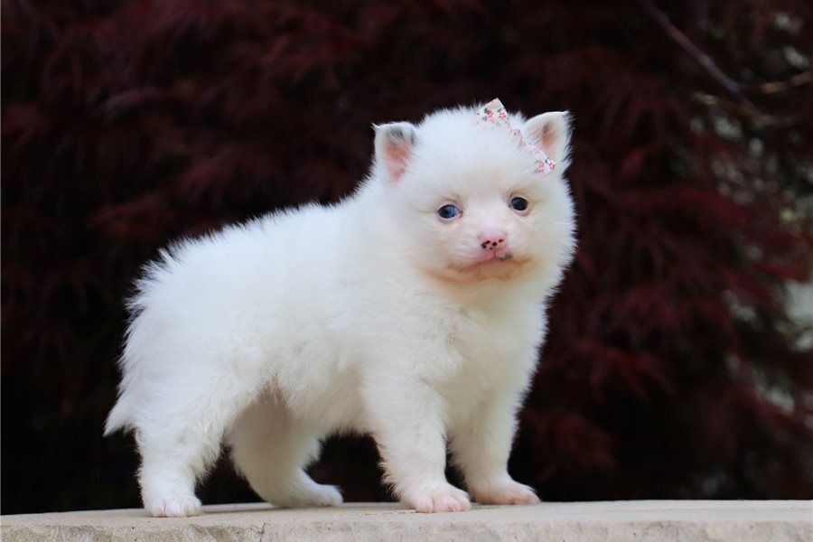 Zwergspitz Pomeranian Welpen Stammbaum