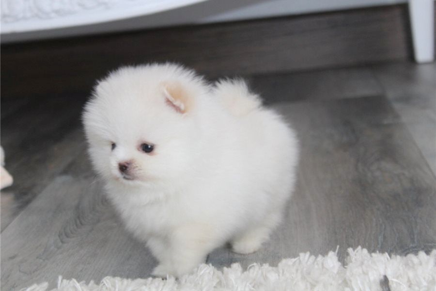 Zwergspitz Pomeranian Welpen Stammbaum