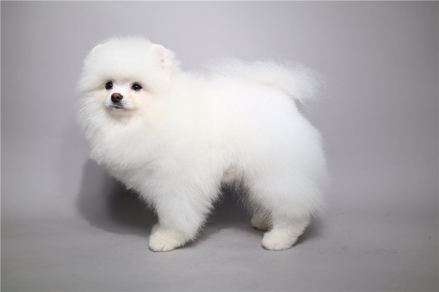 Zwergspitz Pomeranian Welpen Stammbaum