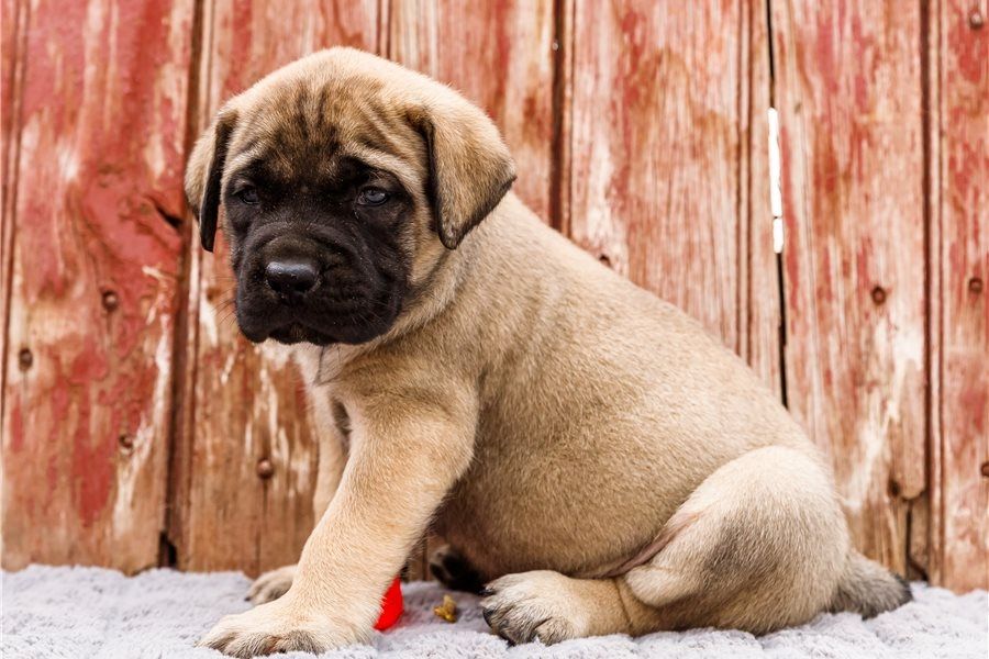 Bullmastiff Welpen suchen ihre Familie