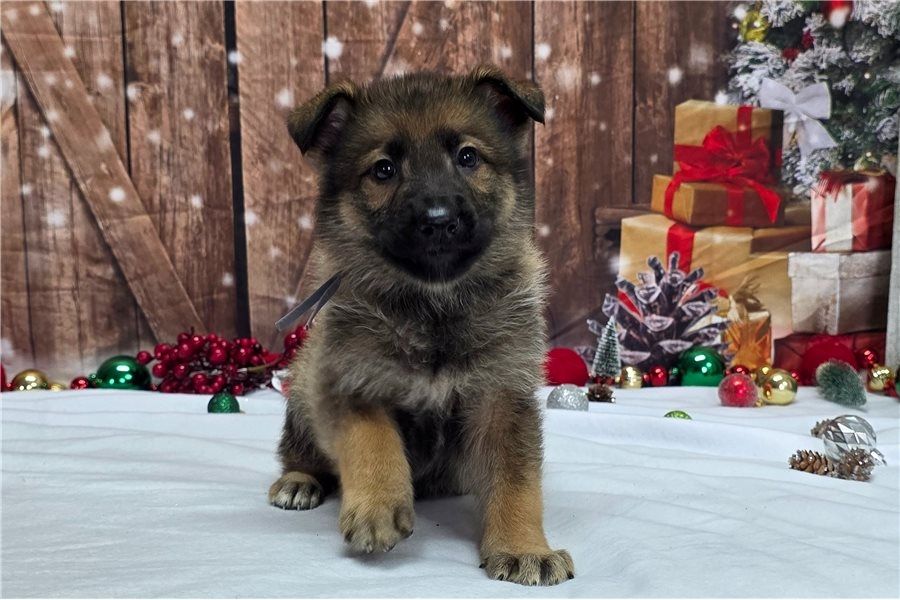 Deutsche Schäferhund Welpen